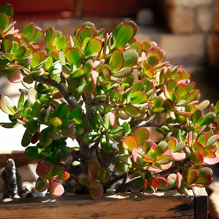 Dimora Li Santi E Casina Matilde Nyaraló *